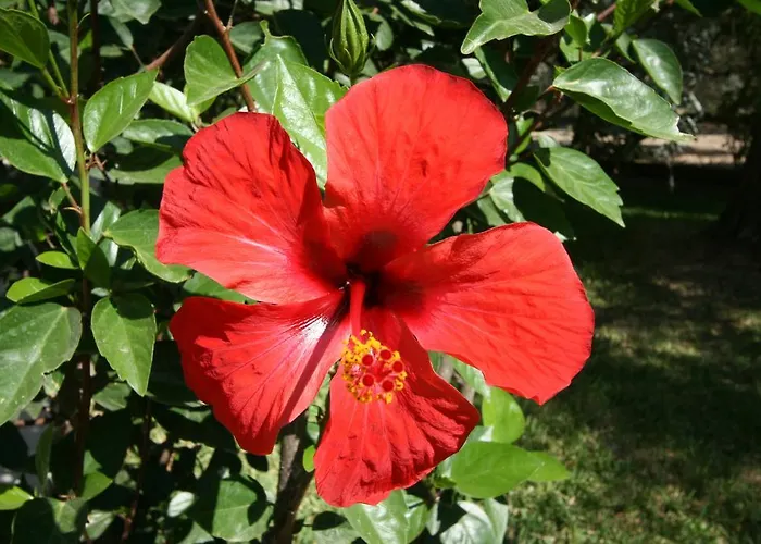 Niriton בית הארחה 3*